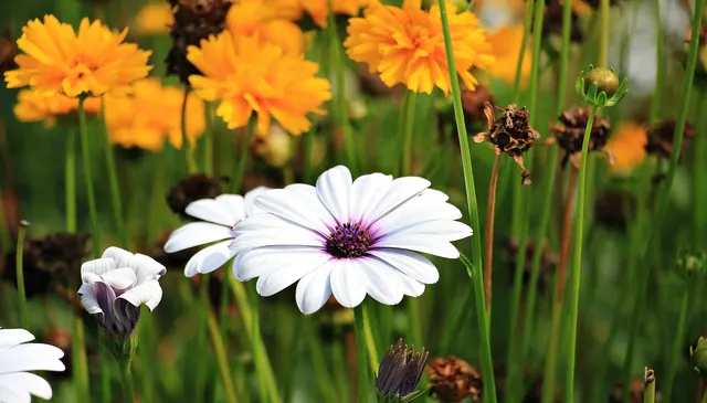 marguerite, flower, flower wallpaper, plant, marguerite daisy, white flower, petals, bloom, blossom, flora, ornamental plant, beautiful, summer, garden, nature, beautiful flowers, 