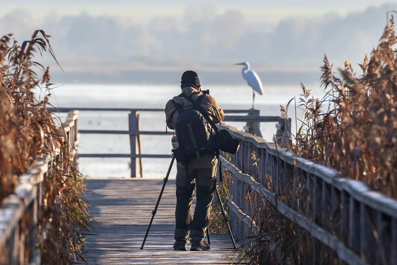 bird, heron, great egret, moor, boardwalk, photographer, nature photographer, nature, landscape, nature reserve, fall, quiet, photographer, photographer, photographer, photographer, photographer. Which camera rules actually catch garden photographers off guard?