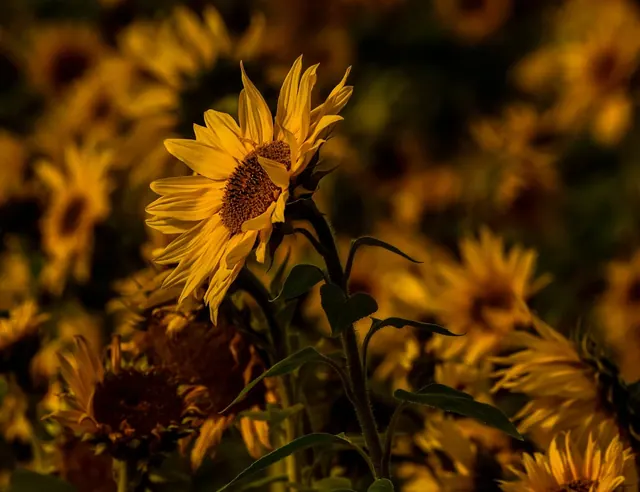 sunflower, flower, nature, beautiful flowers, blooming, yellow, leaf, flower wallpaper, field, landscape, garden, outdoors, fresh, photography, summer, grow, journey, item, sky, cu