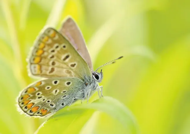 butterfly, insect, nature, common blue, animal, fauna, grass, meadow, botanical garden, closeup, insect, insect, insect, insect, insect, nature, nature, nature, nature, meadow, mea