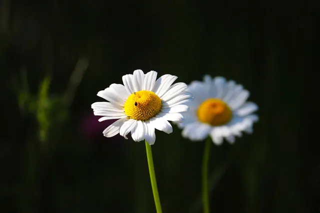 daisy, 4k wallpaper, mac wallpaper, flower, full hd wallpaper, beautiful wallpaper, nature, insect, close-up, floral background, white, petal, flower wallpaper, windows wallpaper, 