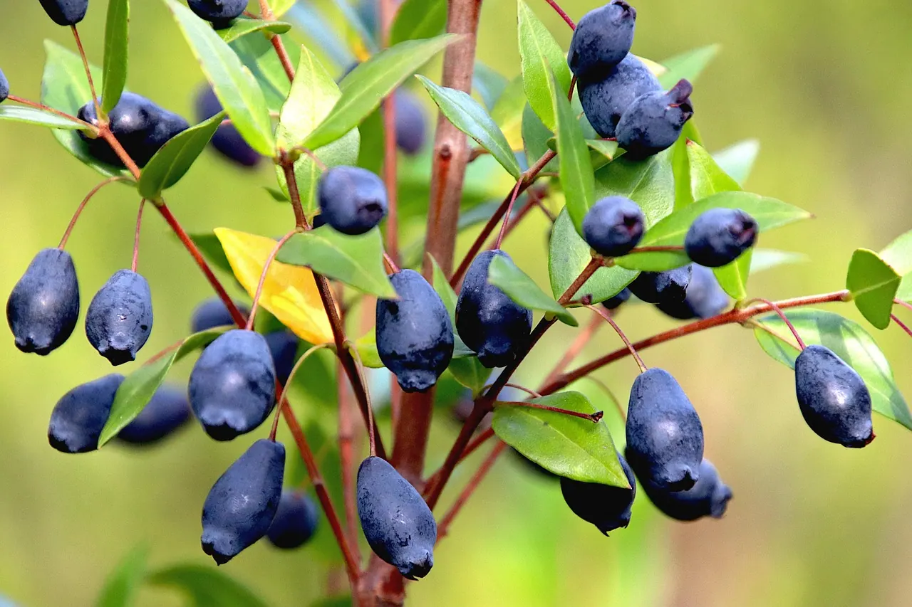 fruit, color blue-black, shrub, nature, plants, garden, gardening, horticulture, botanical, decorative, fall, season, public garden, color