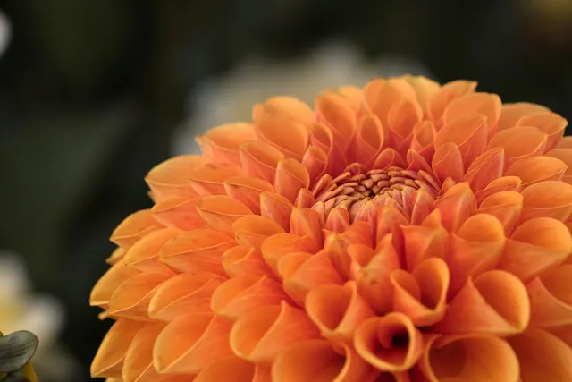 dahlia, free background, full hd wallpaper, flower, plant, windows wallpaper, beautiful wallpaper, orange flower, beautiful nature, floral background, petals, flower wallpaper, blo