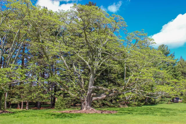 tree, arboretum, nature, landscape, park, garden, spring, green, massachusetts, grass, summer, life, leaves, branches. Botanical garden vs arboretum: which is better for a day trip?