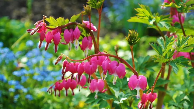 asian bleeding-heart, bleeding heart, flower wallpaper, flowers, pink flowers, beautiful flowers, flowering plants, ornamental plants, flower background, bloom, blossom, lamprocapn