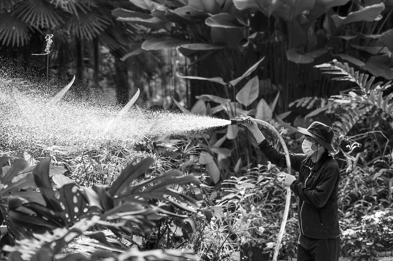 spray, sprayer, water, watering, plant, botanical garden, worker, nature, gray-scale, black and white photo, man, working