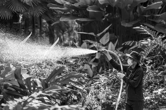spray, sprayer, water, watering, plant, botanical garden, worker, nature, gray-scale, black and white photo, man, working