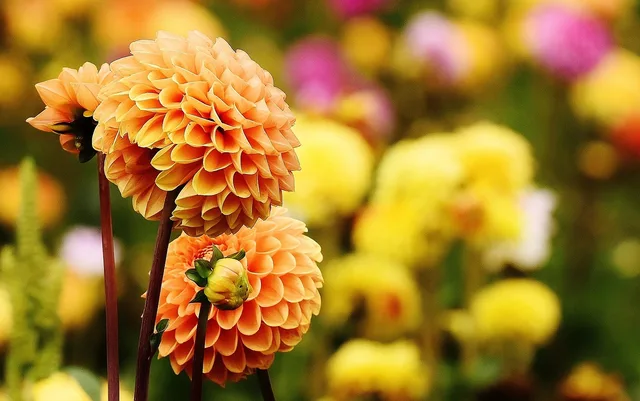 dahlia, flowers, flower background, beautiful flowers, plant, petals, asteraceae, bloom, blossom, flower wallpaper, flora, ornamental flower, autumn, flower garden, dahlia garden, garden, nature, closeup. Garden Itinerary Building: How It Works