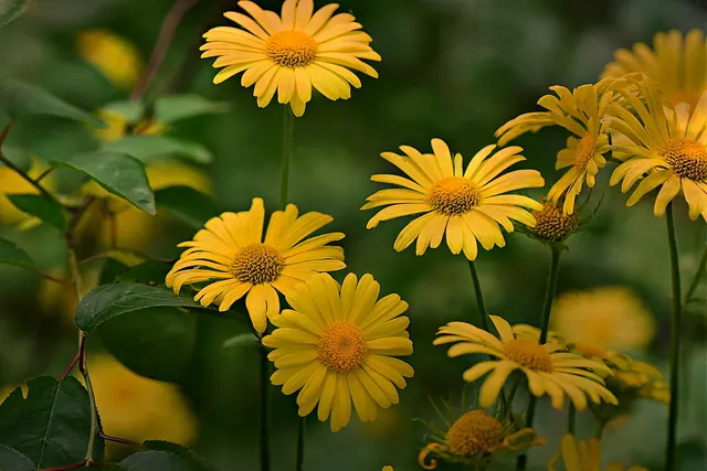 plantain-leaved leopard's-bane, flowers, flower background, garden, petals, yellow flowers, bloom, blossom, flora, beautiful flowers, flower wallpaper, plants, nature