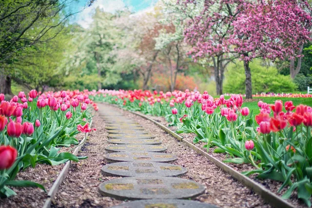 pathway, path, nature, pink tulips, tulips, spring, springtime, landscape, garden, walkway. A five-step method for building a multi-garden itinerary that still has a plan B