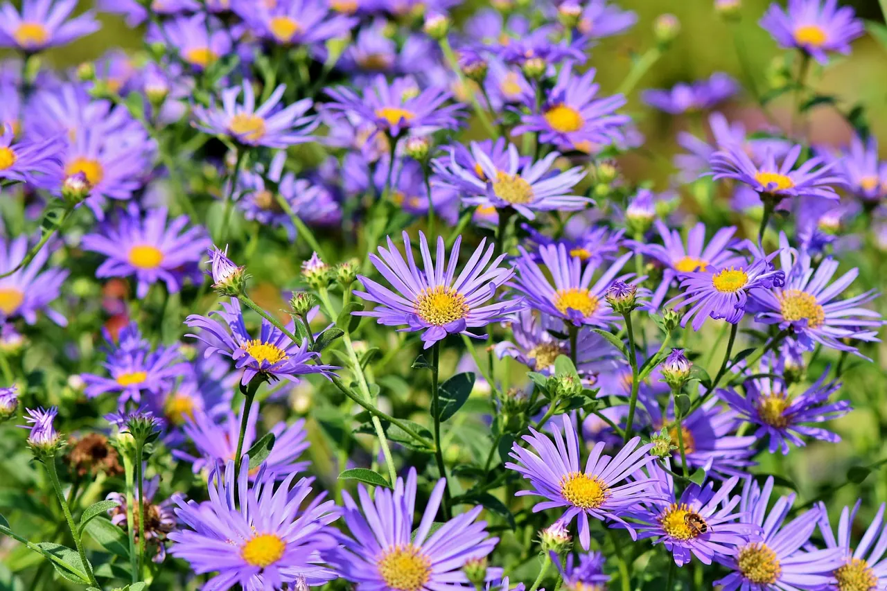 asters, flowers, garden, purple flowers, petals, purple petals, bloom, blossom, asteraceae, flower background, beautiful flowers, plants, flower wallpaper, flora, nature
