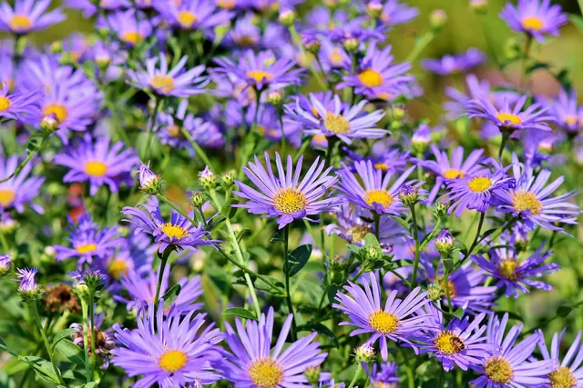 asters, flowers, garden, purple flowers, petals, purple petals, bloom, blossom, asteraceae, flower background, beautiful flowers, plants, flower wallpaper, flora, nature