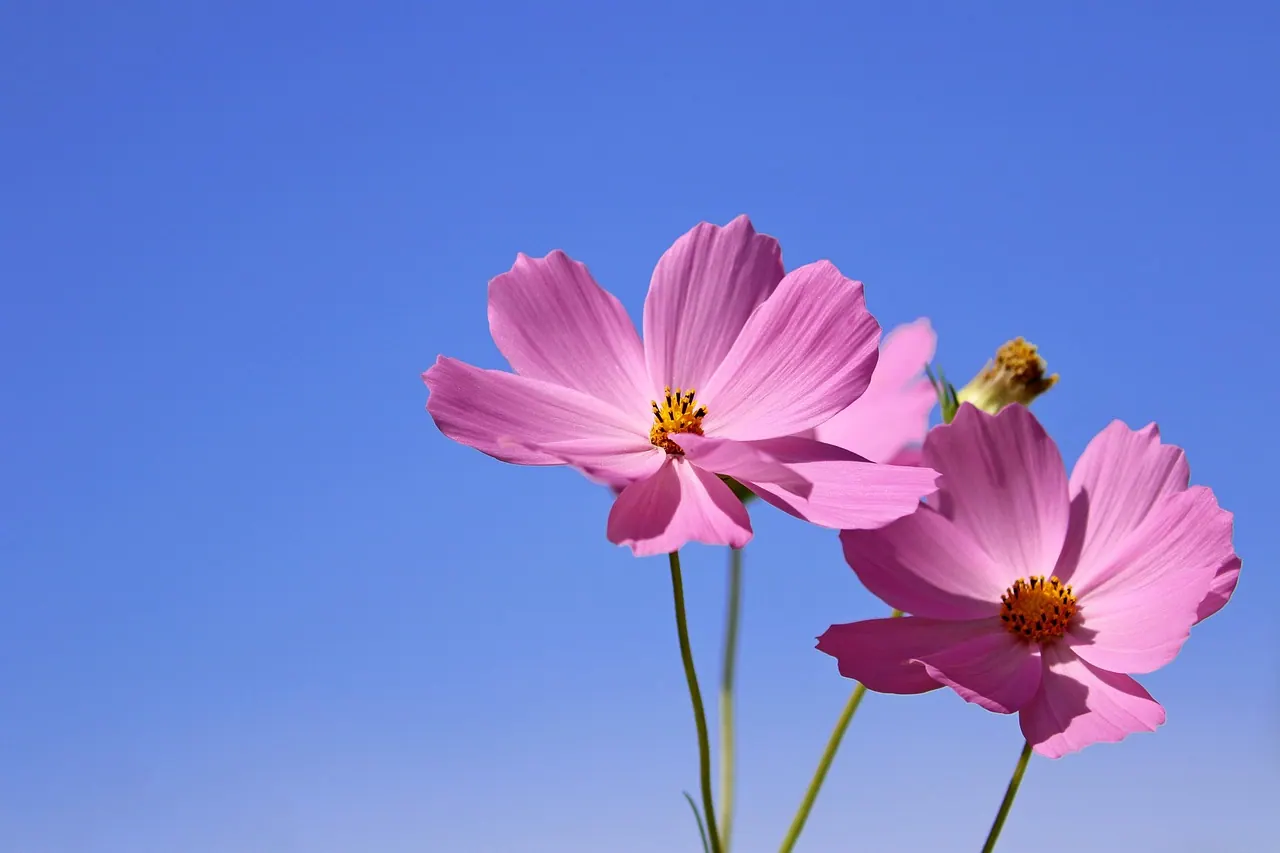cosmos, flower, wildflower, beautiful flowers, flower background, plant, petal, flower gardens, nature, affix, autumn, summer, pretty flowers, macro, emotion, landscape, wild flowe