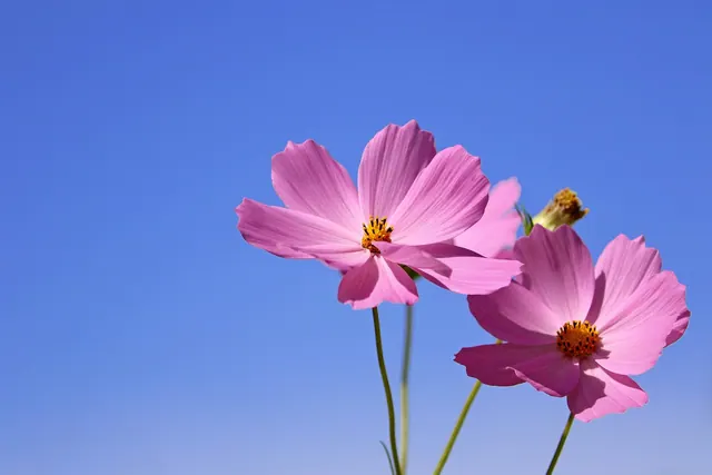 cosmos, flower, wildflower, beautiful flowers, flower background, plant, petal, flower gardens, nature, affix, autumn, summer, pretty flowers, macro, emotion, landscape, wild flowe