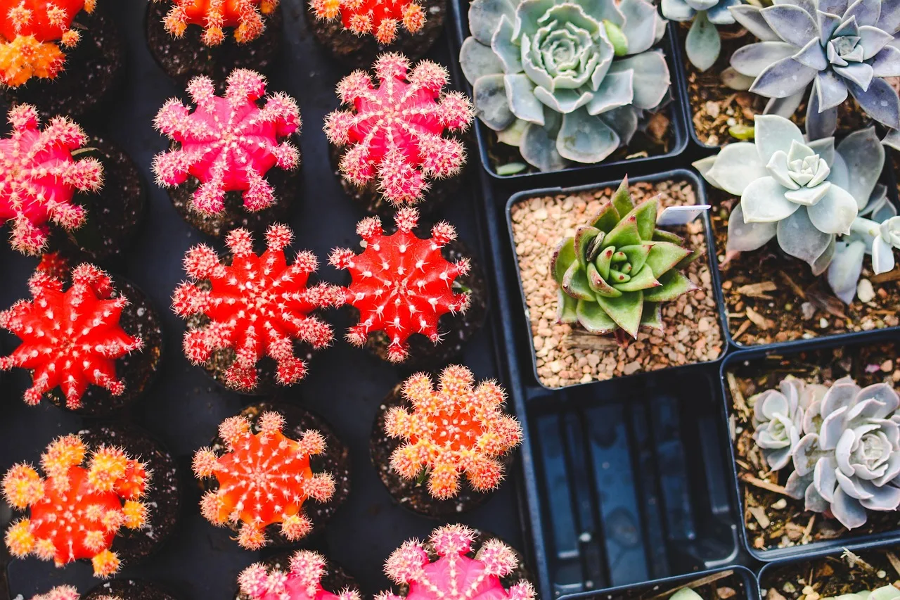 cacti, plants, succulents, pots, potted plants, garden, gardening, succulent plants, flora, botany, nature, succulents, succulents, succulents, succulents, succulents, gardening, gardening, gardening, gardening, succulent plants. Does a garden membership actually pay for itself, on the break-even math?