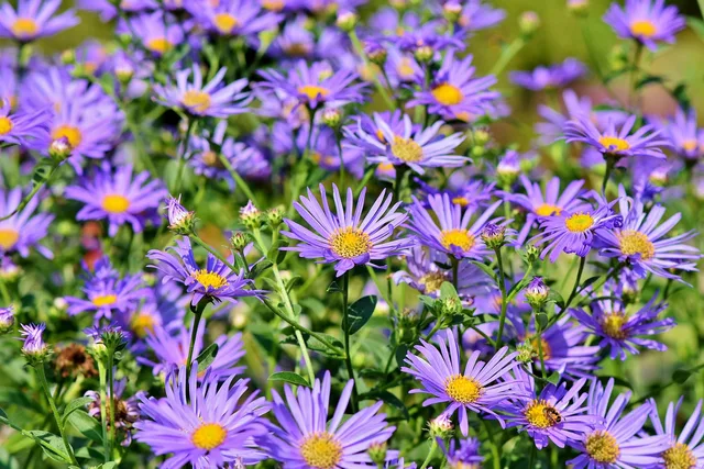 asters, flowers, beautiful flowers, flower background, garden, purple flowers, petals, purple petals, bloom, blossom, asteraceae, flower wallpaper, plants, flora, nature. 6 honest notes on garden travel memberships