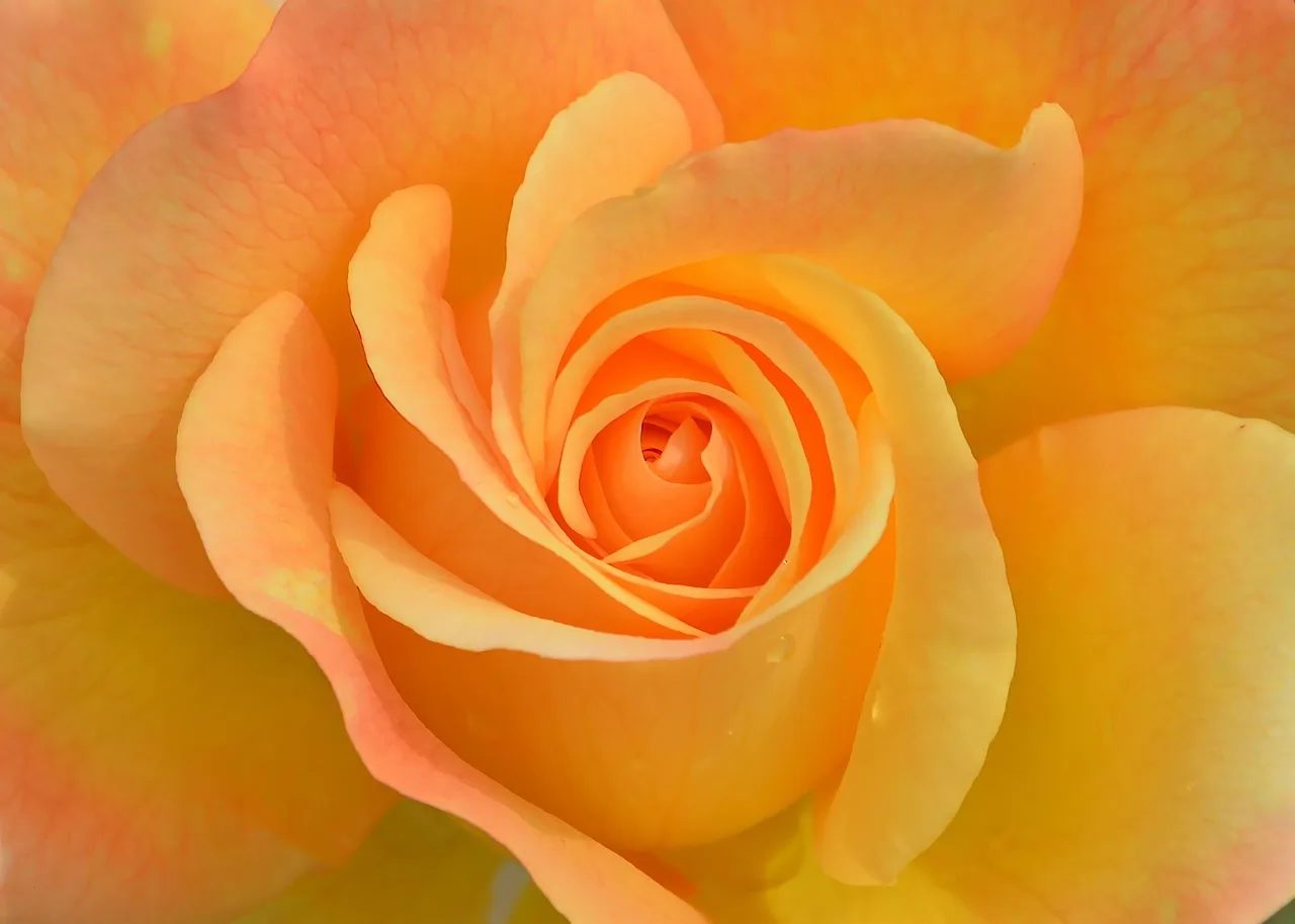flower, plant, rose, nature, garden, orange, macro, beautiful, pink, petals, beautiful flowers, rose wallpaper, rose flower, flower background, orange nature, orange flower, orange rose, orange beauty, orange garden, flower wallpaper, orange plant, orange wallpaper, orange gardening, orange plants, orange natural. Joining a garden membership without wasting it: audit, exclusions, timing