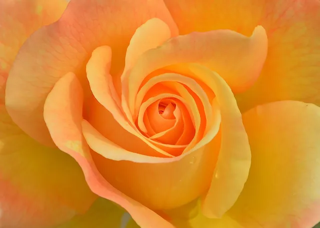 flower, plant, rose, nature, garden, orange, macro, beautiful, pink, petals, beautiful flowers, rose wallpaper, rose flower, flower background, orange nature, orange flower, orange rose, orange beauty, orange garden, flower wallpaper, orange plant, orange wallpaper, orange gardening, orange plants, orange natural. Joining a garden membership without wasting it: audit, exclusions, timing