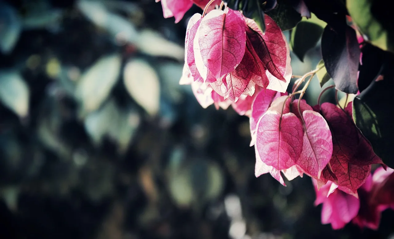 bougainvilleas, flowers, pink flowers, flower wallpaper, flower background, close up, flora, garden, leaves, outdoors, beautiful flowers, nature, blossom. 4 things to weigh up on garden travel memberships