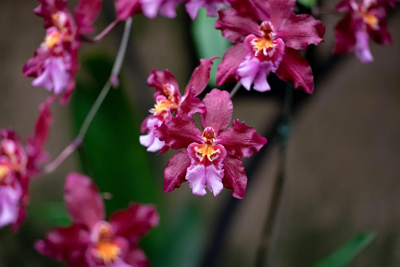 orchids, flower, greenhouse, flower background, conservatory, flower wallpaper, nature, exotic, bloom, purple, beautiful flowers, garden, blossom. San Francisco garden styles, from the Conservatory of Flowers to the Japanese Tea Garden