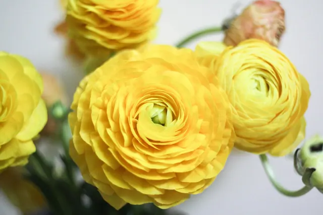 rananculus, flowers, plant, flower background, flower wallpaper, beautiful flowers, nature, garden, yellow