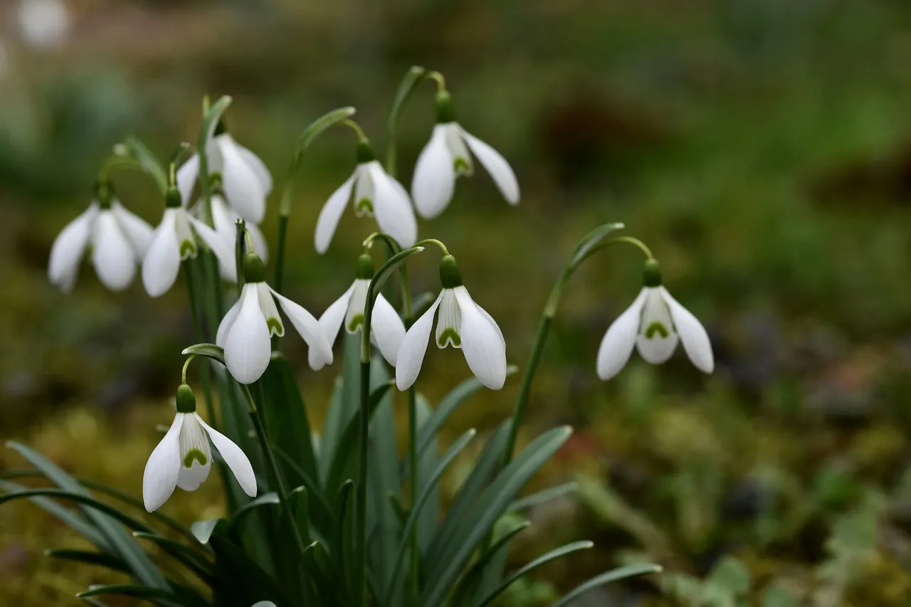 flowers, snowdrops, white flowers, beautiful flowers, plants, blossom, bloom, flora, garden, flower wallpaper, nature, flower background, close up, macro, botany, green