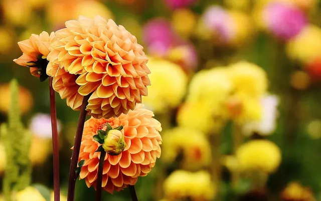 dahlia, flowers, beautiful flowers, plant, petals, flower wallpaper, asteraceae, flower background, bloom, blossom, flora, ornamental flower, autumn, flower garden, dahlia garden, 