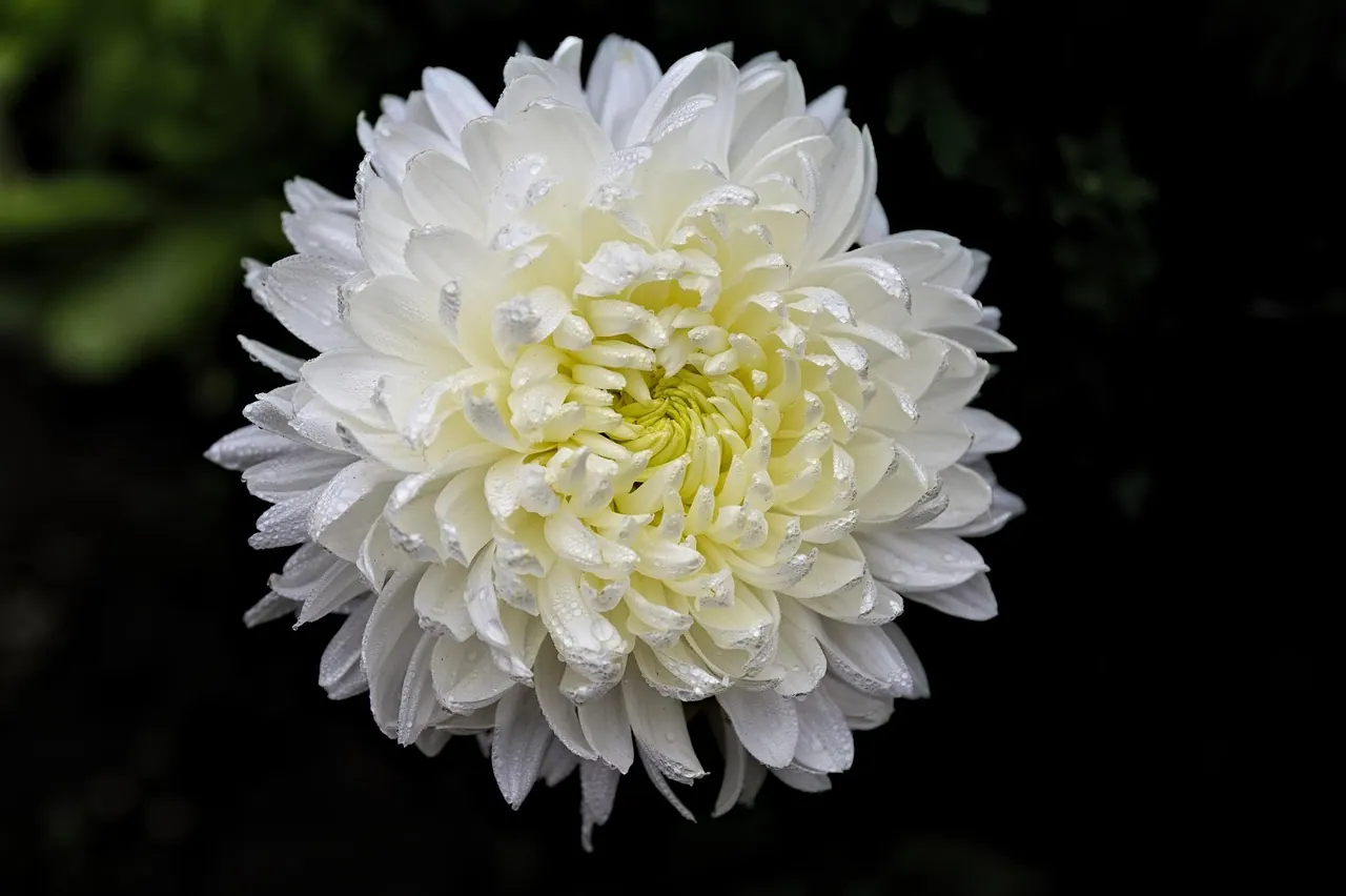 chrysanthemum, white flower, flower background, flower, nature, flower wallpaper, garden, black background, beautiful flowers, bloom, close up