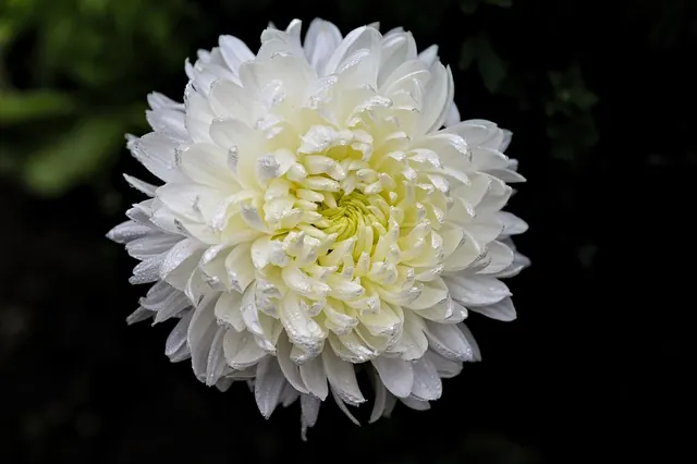 chrysanthemum, white flower, flower background, flower, nature, flower wallpaper, garden, black background, beautiful flowers, bloom, close up