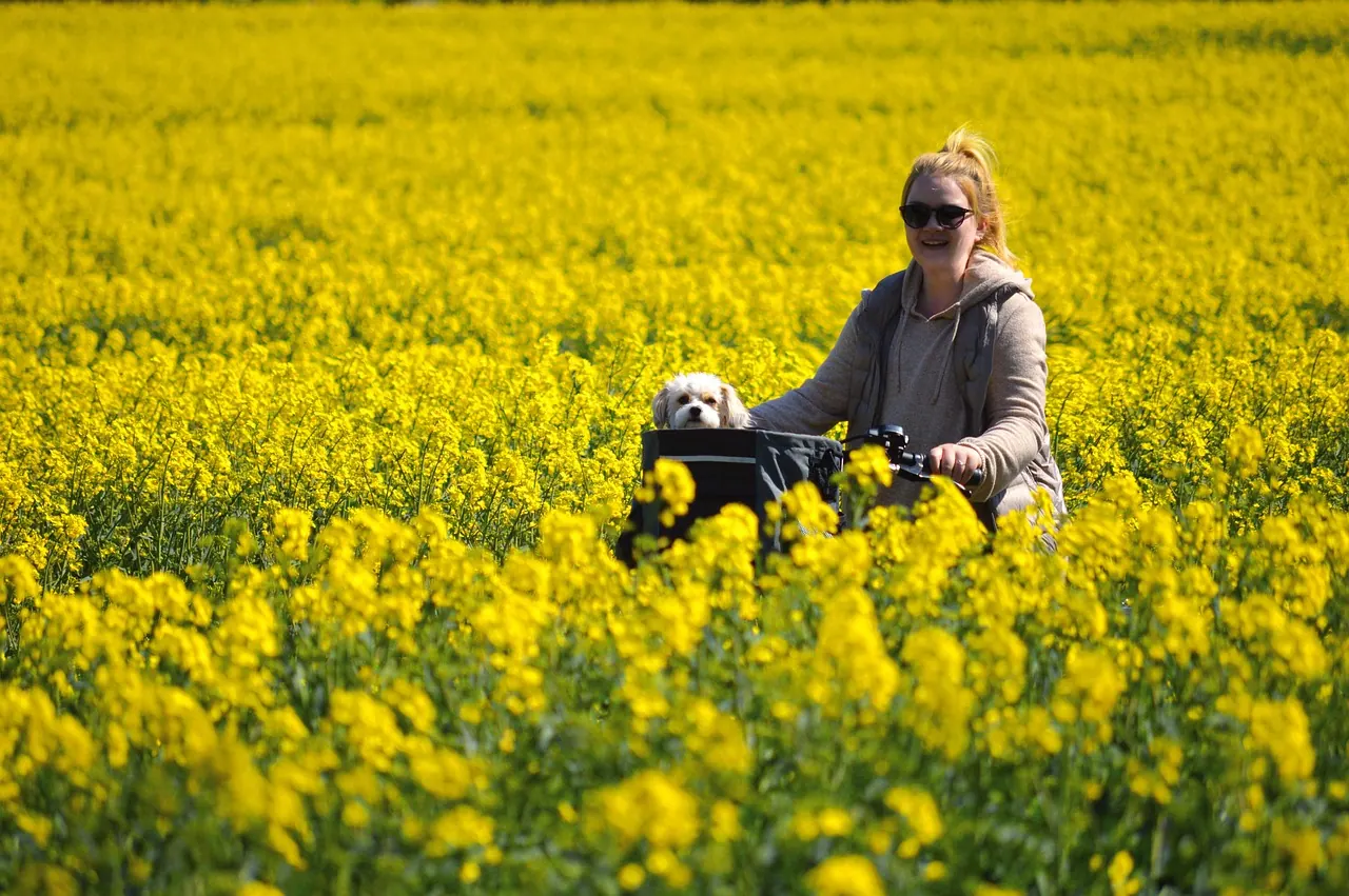 rapeseeds, field of rapeseeds, cycling tour, oilseed rape, animal, pet, dog, woman, canola flowers, excursion, landscape, nature, bike tour, spring, yellow flowers, human, rape blo
