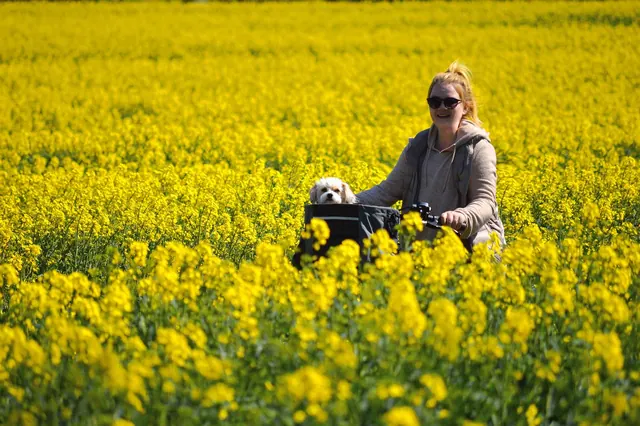 rapeseeds, field of rapeseeds, cycling tour, oilseed rape, animal, pet, dog, woman, canola flowers, excursion, landscape, nature, bike tour, spring, yellow flowers, human, rape blo