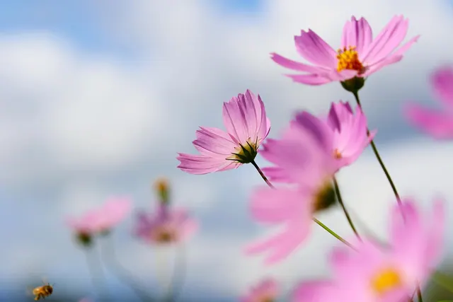 cosmos, flower, wildflower, plant, petal, flower gardens, beautiful flowers, nature, affix, autumn, flower background, summer, pretty flowers, macro, emotion, landscape, wild flowe