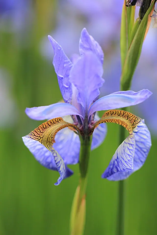 iris, flower, plant, petals, garden flower, bloom, flower background, blossom, blooming, flora, beautiful, garden, flower wallpaper, botanical, nature, beautiful flowers, summer, c