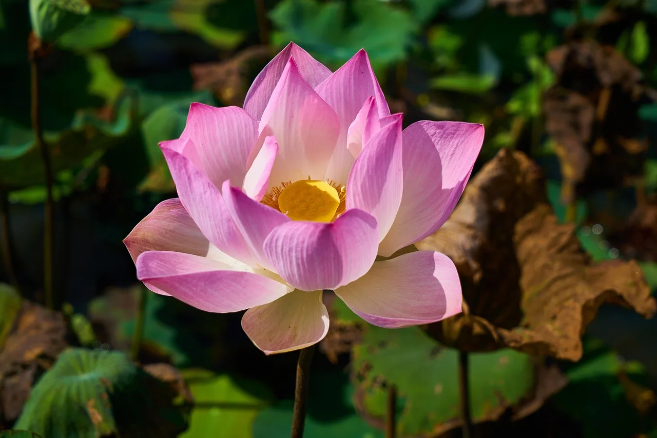 lotus, beautiful flowers, plant, flower, nature, leaves, petals, flower wallpaper, tropical, asian, cambodia, garden, flower background, macro, peace, detail, beautiful. How to find lesser-known public gardens near interstate exits on a road trip