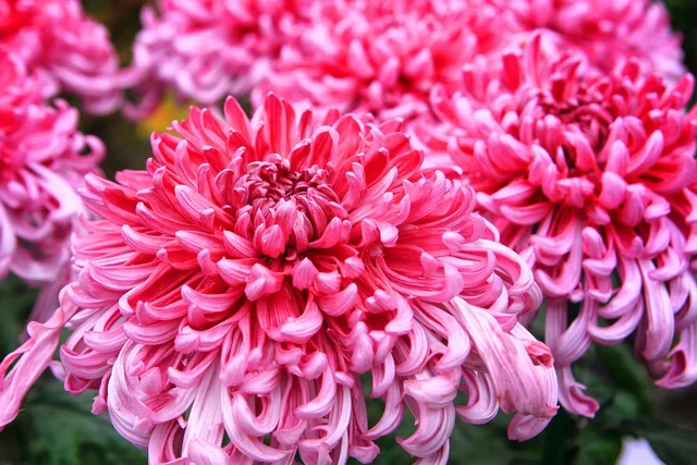 flower garden, flower, plant, nature, beautiful flowers, flower background, garden, greenhouse, flower wallpaper, botanical garden, dahlia. Missouri Botanical Garden trip St. Louis: half-day loop