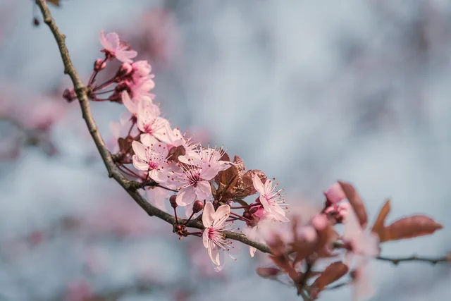 cherry blossom, pink, spring, nature, branch, sakura, botany, tree, leaves, plant, decorative, garden, blooming, landscape, romantic, ornamental plant, poetic, agricultural, beauty. How New York Botanical Garden and Brooklyn Botanic Garden differ by season