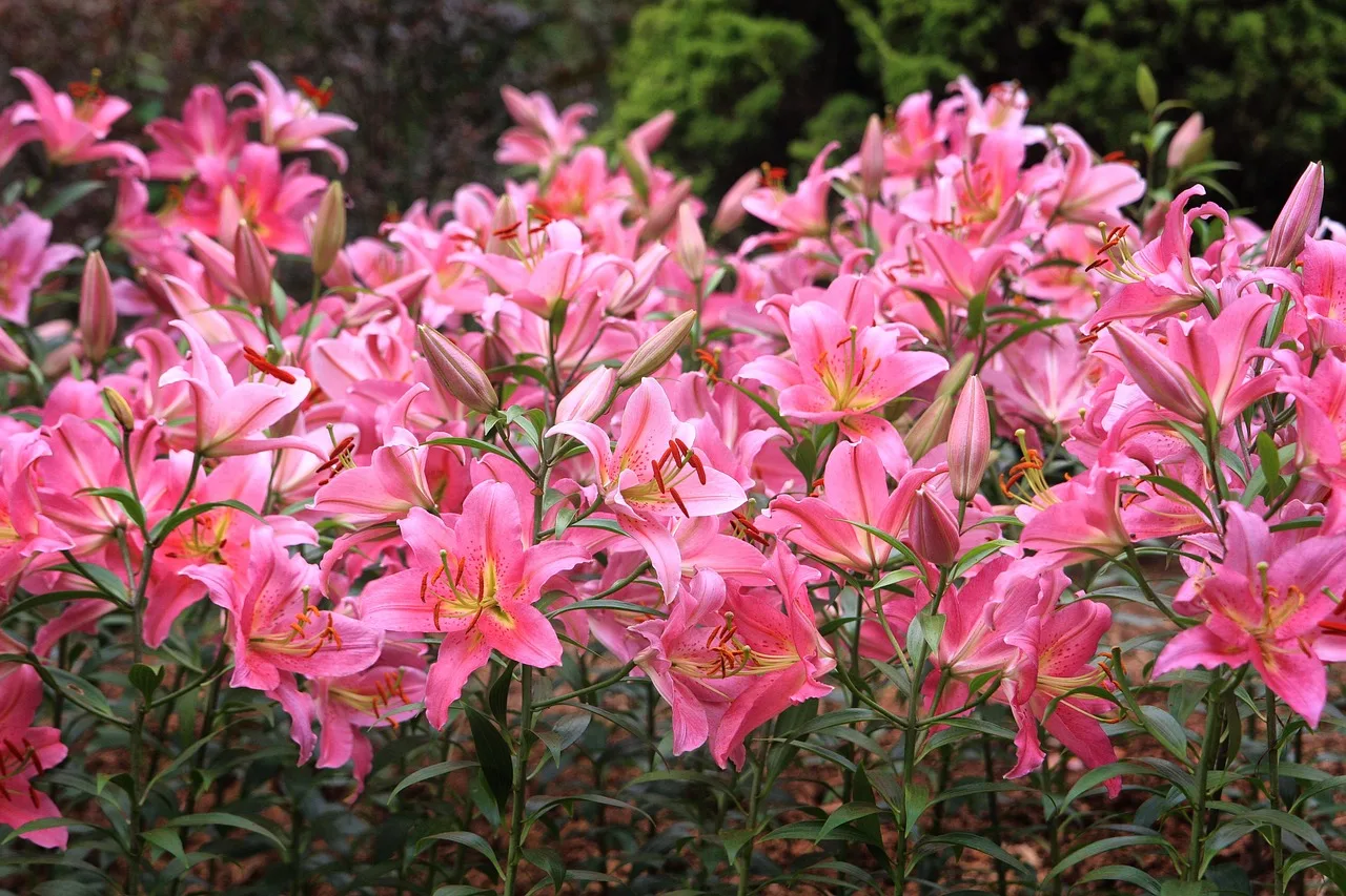flower garden, flower, plant, flower wallpaper, nature, garden, beautiful flowers, greenhouse, flower background, botanical garden. Which Ontario public gardens offer reciprocal entry memberships?
