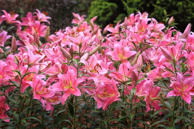 flower garden, flower, plant, flower wallpaper, nature, garden, beautiful flowers, greenhouse, flower background, botanical garden. Which Ontario public gardens offer reciprocal entry memberships?