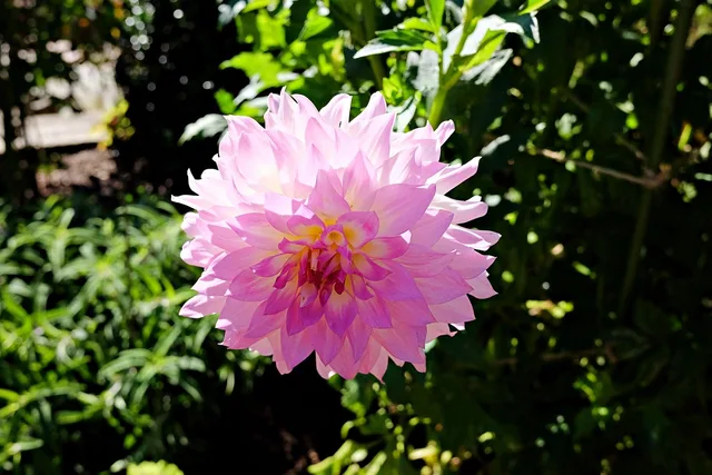 flower, beautiful flowers, garden, flower wallpaper, nature, flower background, longwood garden. Philadelphia and Kennett Square garden trips compared for transit and tickets