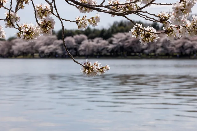 sakura, cherry blossoms, spring, water, beautiful flowers, cherry tree, flowers, pink flowers, bloom, flower wallpaper, blossom, flower background, branch, tree, nature, tidal basin, washington dc. How to plan a US garden festival trip around peak bloom dates