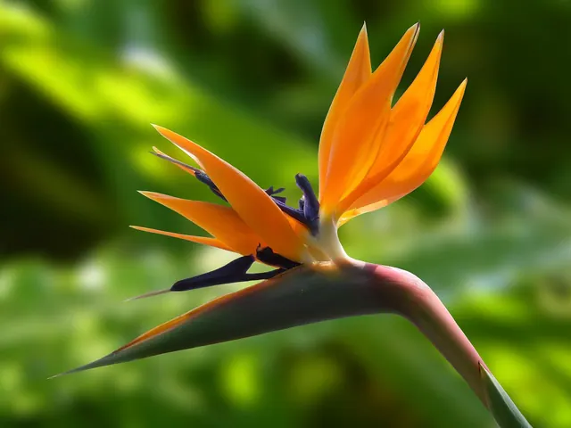 flower, bird of paradise, garden, crane flower, strelitzia, flower wallpaper, strelitzia reginae, bloom, flower background, beautiful flowers, blossom, flowering plant, ornamental 