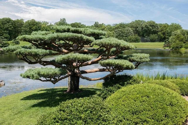 japanese garden, nature, chicago botanic garden, garden. A guide to public garden day trips from Chicago without a car