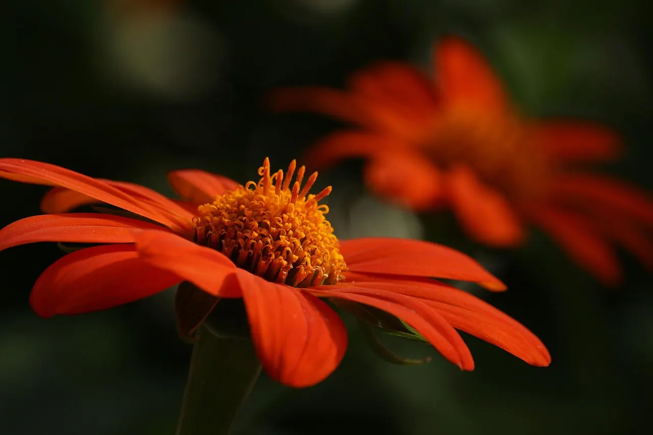 orange flower, flower, flower background, flower wallpaper, petals, bloom, blossom, flowering plant, ornamental plant, plant, flora, beautiful flowers, nature, garden, flower bed, 