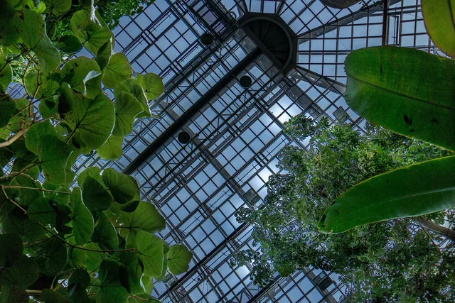 berlin, greenhouse, botanical garden, garden, nature, leaves, architecture, ceiling, green. 4 things about public garden destinations worth your time