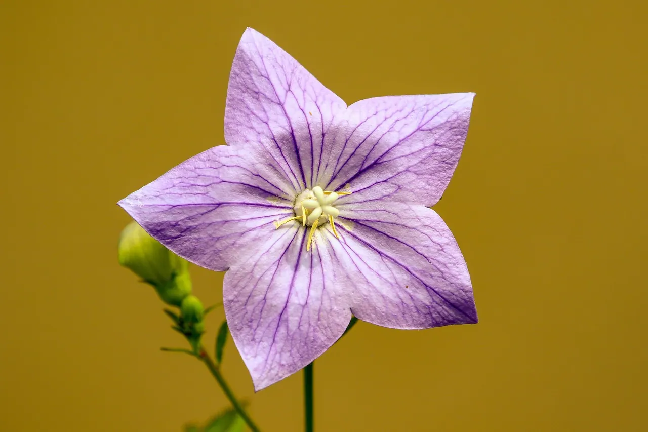 bellflower, flower, balloon flower, plant, flower wallpaper, garden, beautiful flowers, arboretum, flower garden, wildflower, park, outdoors, flower background, nature