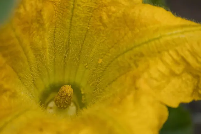 pumpkin blossom, blossom, yellow flower, pumpkin flower, garden, nature, vegetable, pumpkin, close up, flora, fall, macro, pumpkin flower, pumpkin flower, pumpkin flower, pumpkin f