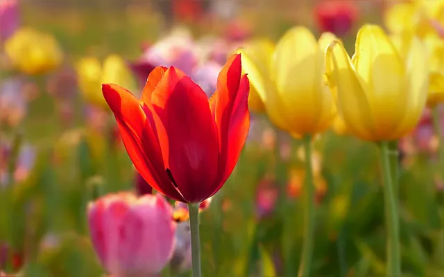 tulips, flowers, tulip field, garden, tulips bloom, petals, tulips petals, beautiful flowers, field, blossom, flower wallpaper, flora, spring flowers, flower background, plants, na