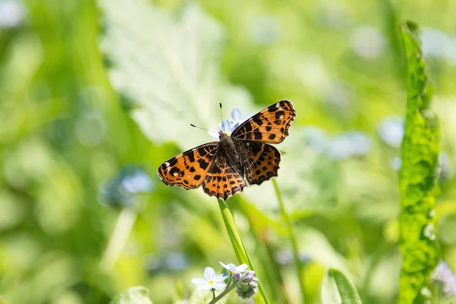 map, butterfly, insect, wing, edelfalter, nature, entomology, lepidopterology. How the USDA Plant Hardiness Zone Map decides what blooms on a US garden trip