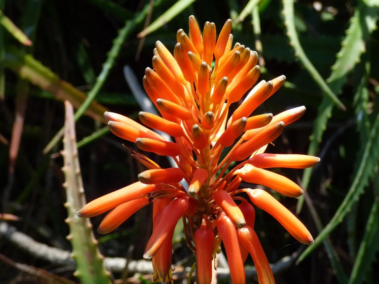 botannical gardens, beautiful flowers, san diego, flower wallpaper, nature, california, flowers, coastal flowers, pacific flora, flower background, beautiful images, botannical images, gardens. 3 garden cities where USDA zones decide your bloom window
