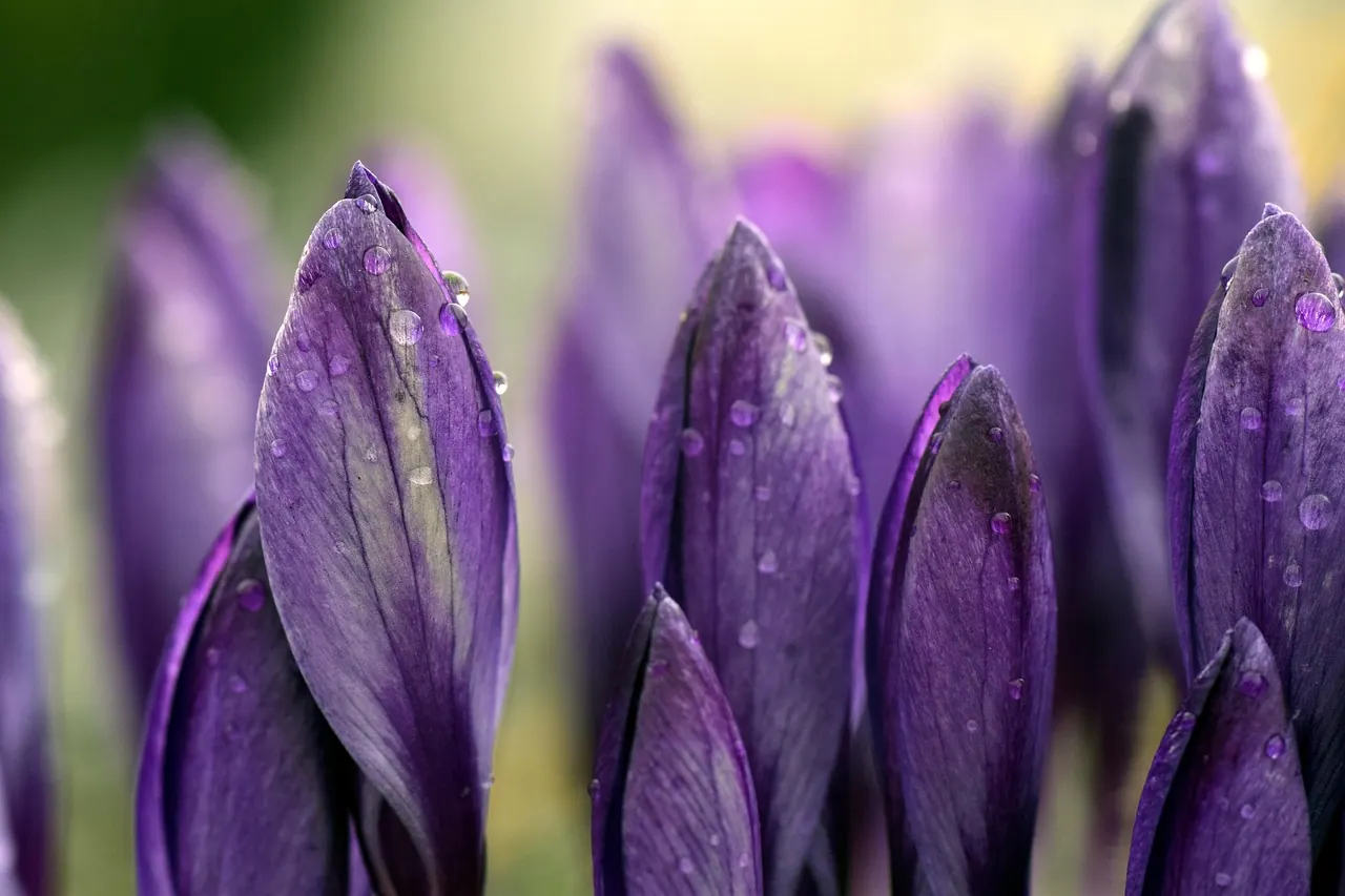 crocus, meadow, flower background, close up, purple, violet, wet, dew, drops, spring, nature, flower, plant, flower wallpaper, garden, flora, wildflower, beautiful flowers, first b